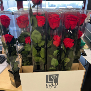 Preserved long stem single rose