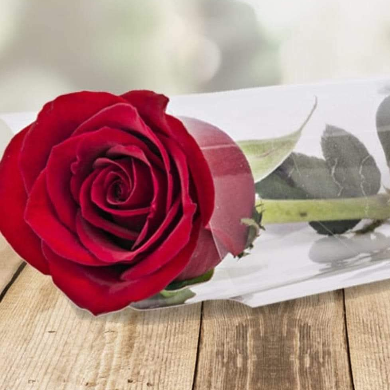 Rose in sleeve Rose in sleeve