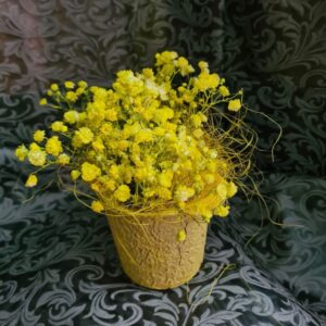 Gypso in Recycled Pot