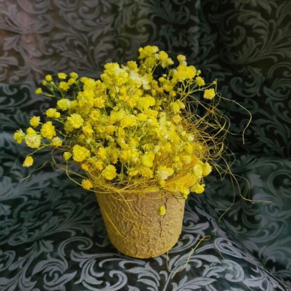 Gypso in Recycled Pot