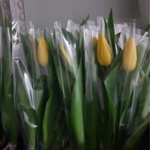 Single Tulip