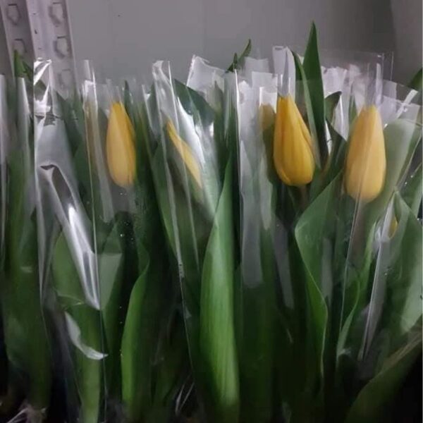 Single Tulip