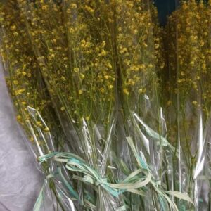 Single Wrap Gypsophila Yellow