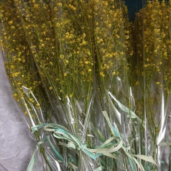 Single Wrap Gypsophila Yellow